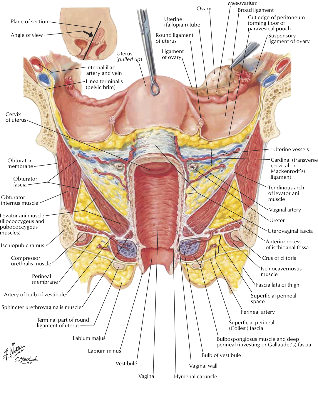 transverse cervical ligament of uterus