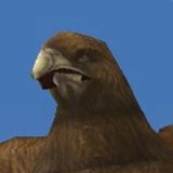 Hawk1.jpg (5 KB) Jastrzębiec evo1