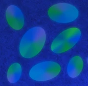 Dark Opal Photo