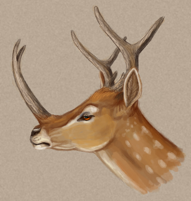 Threehorns deer Ratha's Creature Wiki Fandom