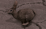 Rabbit