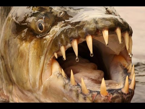 goliath tiger fish attacks crocodile