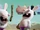 Why Did the Rabbid Cross the Road