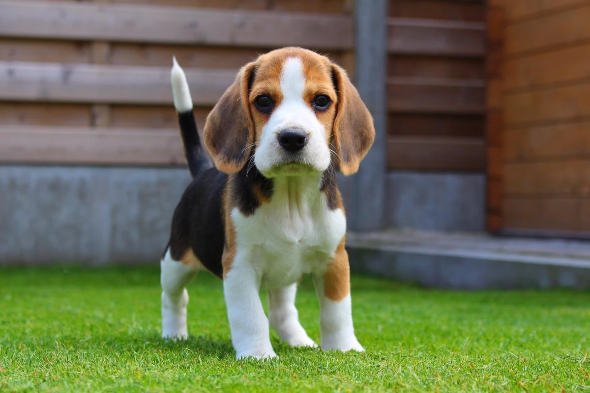 Beagle Razasdeperros Wiki Fandom