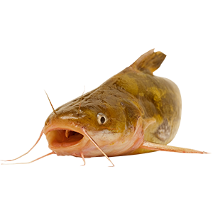 Catfish (cooked) - Official Razor Trail Survivors Wiki