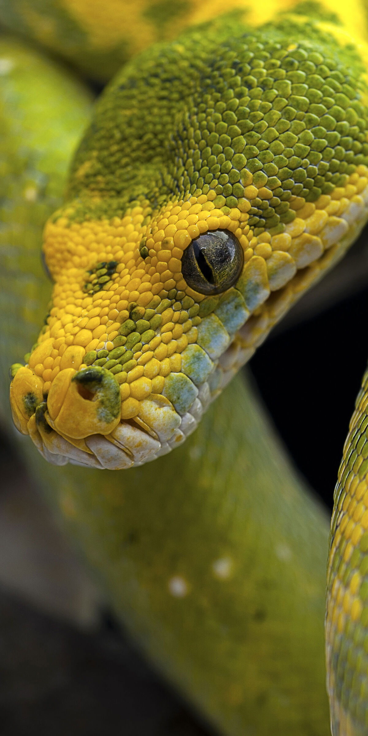 Python - Official Razor Trail Survivors Wiki