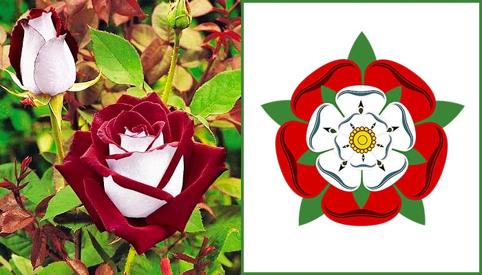 Tudor Rose | Rigel's Fantasy World Wiki