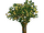 RCT 1 Fruit Tree 1.png