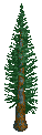 Red Fir small RCT1+2.png