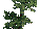 RCT 1 Tree 10.png