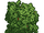 RCT 1 Tree 07.png