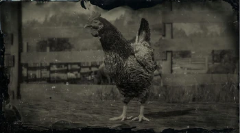 Gallina de Java | Red Dead Wiki | Fandom