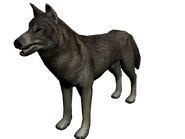 Lobo frontera2.png (494 kB) Lobo de la frontera