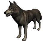 Lobo mexico2.png (493 kB) Lobo de México