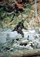 Supuesta foto de un bigfoot