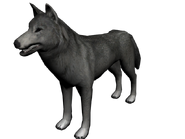 Lobo del norte