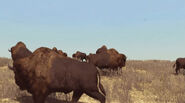 Una manada de bisontes en Great Plains.