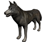 Lobo mexico1.png (493 kB) Lobo de México