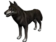 Lobonorte2K.png (490 kB) Keifer el Lobo (Es un modelo de lobo del norte)