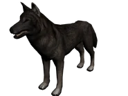 Lobo frontera.png (479 kB) Lobo de la frontera