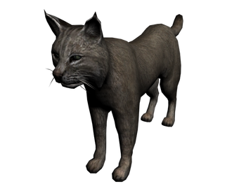 Lince2