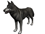 Lobo del norte