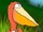 Pelican