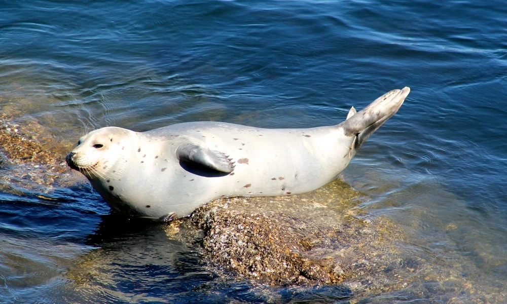 Harbor Seal Animals Wiki Fandom