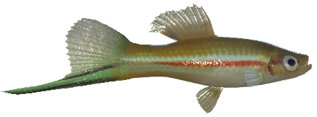 Green swordtail sale
