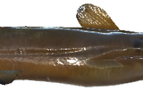 South Torrent Catfish