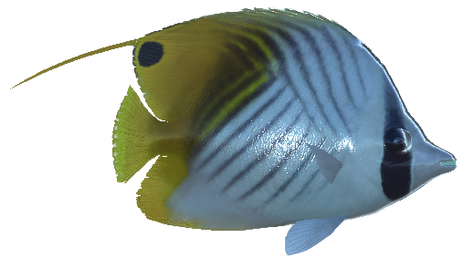 Threadfin Butterflyfish, Real VR Fishing Wiki