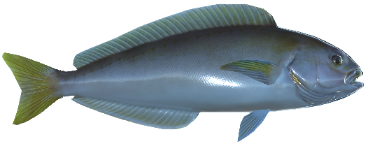 Ocean Whitefish, Real VR Fishing Wiki