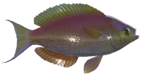 Yellowsail Red Bass