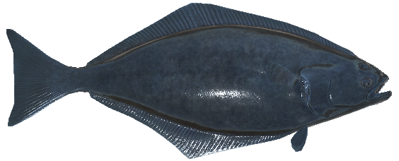 Pacific Halibut, Real VR Fishing Wiki