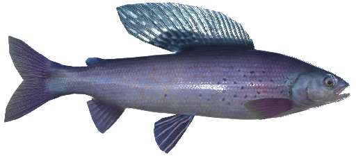 Arctic Grayling | Real VR Fishing Wiki | Fandom