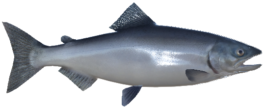 Chinook Salmon, Real VR Fishing Wiki