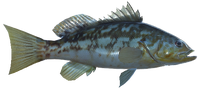 Kelp Bass