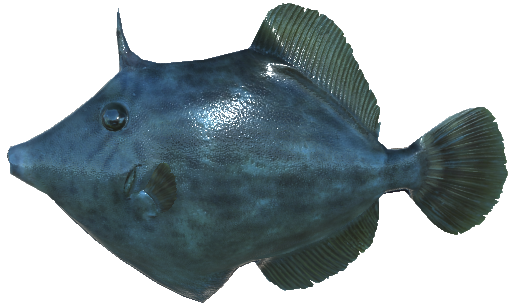 Threadsail Filefish | Real VR Fishing Wiki | Fandom