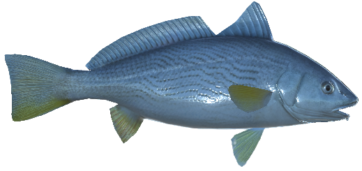Yellowfin Croaker, Real VR Fishing Wiki