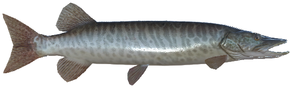 Tiger Muskie - Fishing Planet Wiki