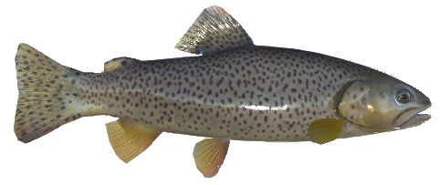 Apache Trout, Real VR Fishing Wiki