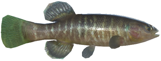 Olympic Mubminnow, Real VR Fishing Wiki