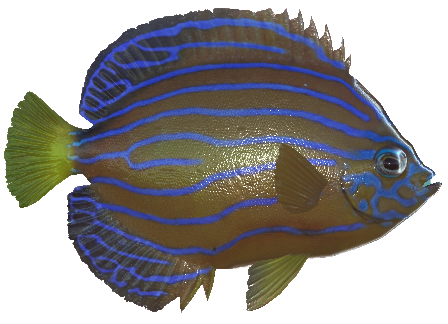 blue striped angelfish