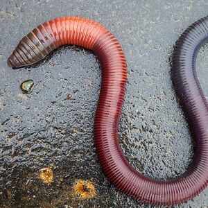 giant earthworm 3 meters