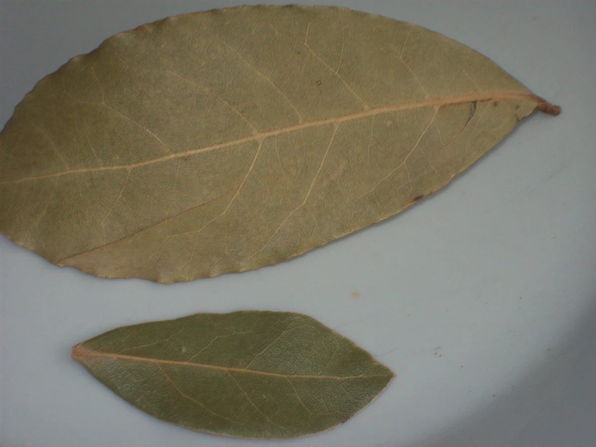 Laurier Recepten Wiki Fandom