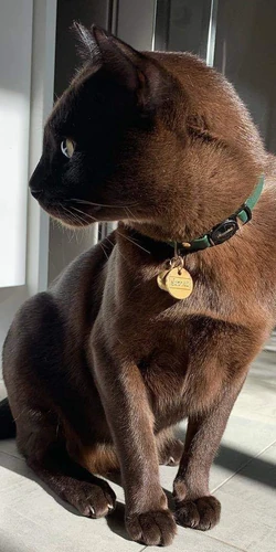 Catelyn | RE Chronicles Wiki | Fandom