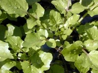 Cress
