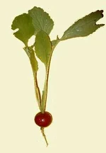 Radish