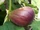 Fig