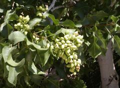 Pistachio.jpg